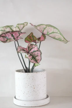 V.O krukke - hvid, large